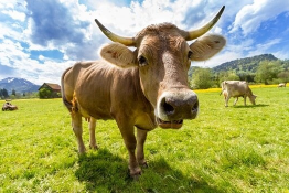 Trading de la viande et du bétail